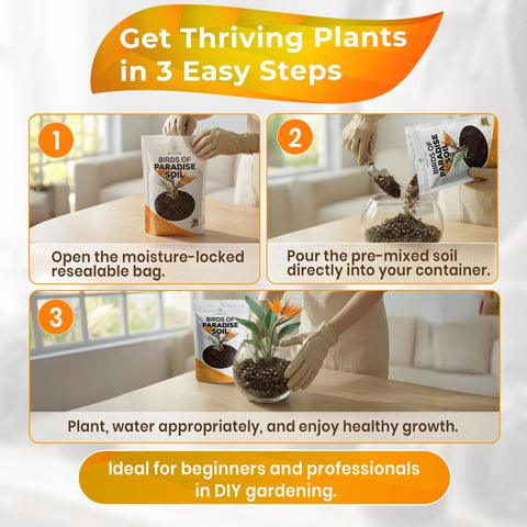 Leaves and Soul estilo de vida interior con planta Bird of Paradise vigorosa