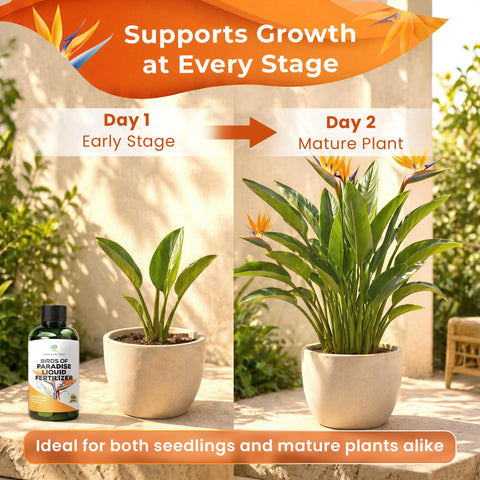 Leaves & Soul aplicando fertilizante en maceta de Bird of Paradise para mejor crecimiento