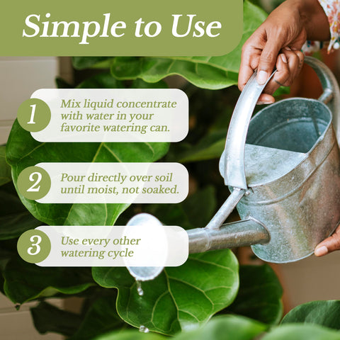 Leaves & Soul persona regando un fiddle leaf fig para promover crecimiento
