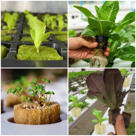 Legigo tapón junto a regla para comparar tamaño y planificar espacios de cultivo
