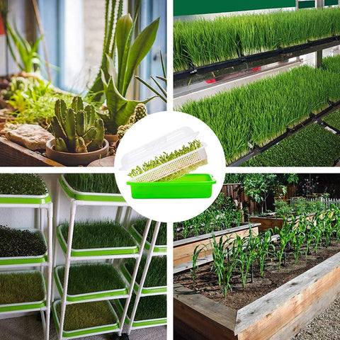 Legigo microgreens cosechados presentados listos para añadir frescura a comidas