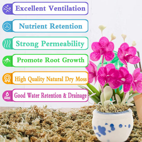 Legigo musgo en maceta de orquídea favoreciendo enraizamiento y ventilación