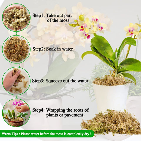 Legigo musgo alrededor de raíz de orquídea que facilita replantar