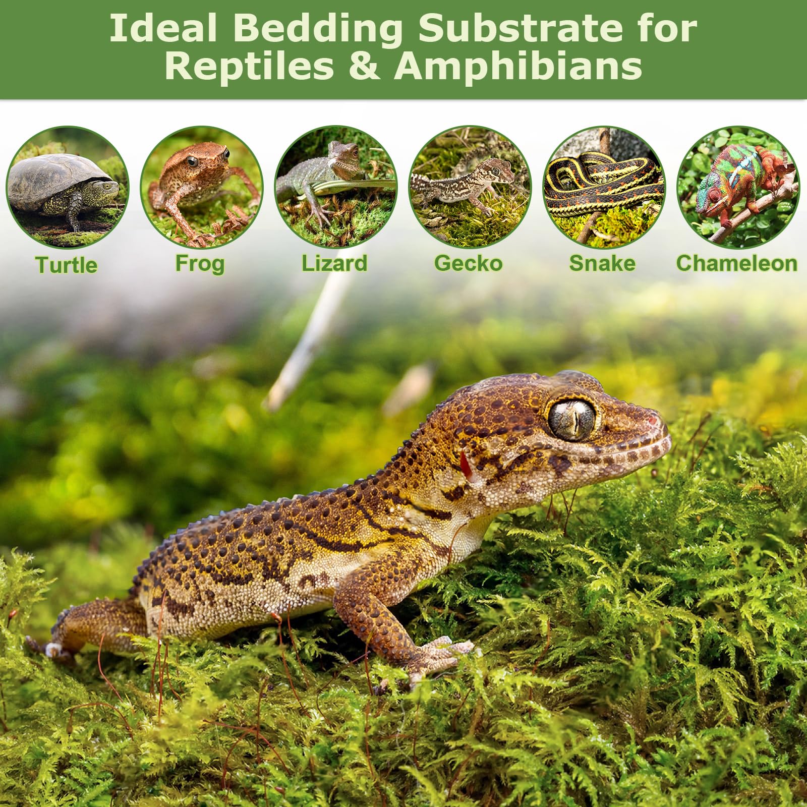 Legigo musgo en terrario con reptil creando hábitat húmedo y confortable