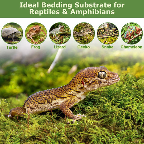 Legigo musgo en terrario con reptil creando hábitat húmedo y confortable