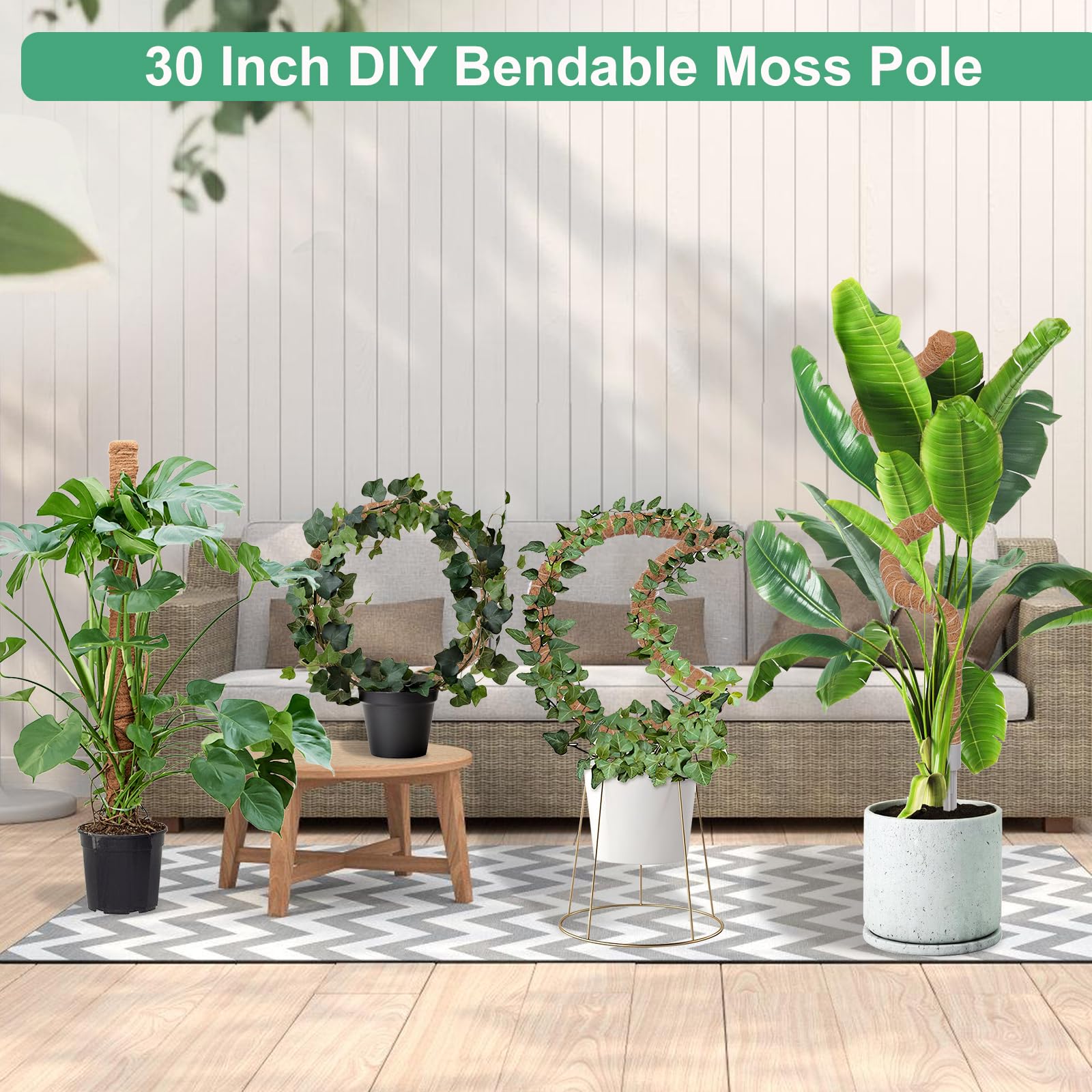 LifeNest polo de musgo insertado en maceta guiando una monstera y mejorando crecimiento vertical