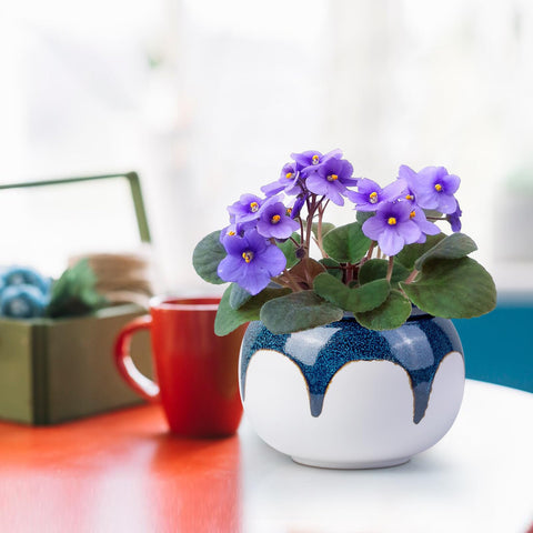 LITUDISO maceta en contexto doméstico con planta, optimiza riego y decora espacios interiores