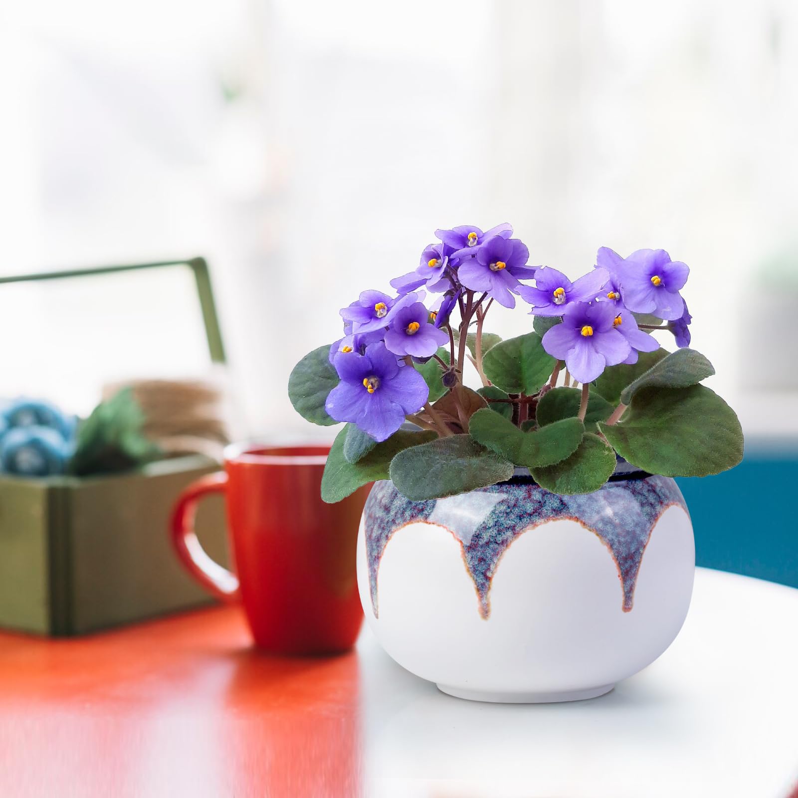 LITUDISO maceta con violeta africana, favorece floración y humedad