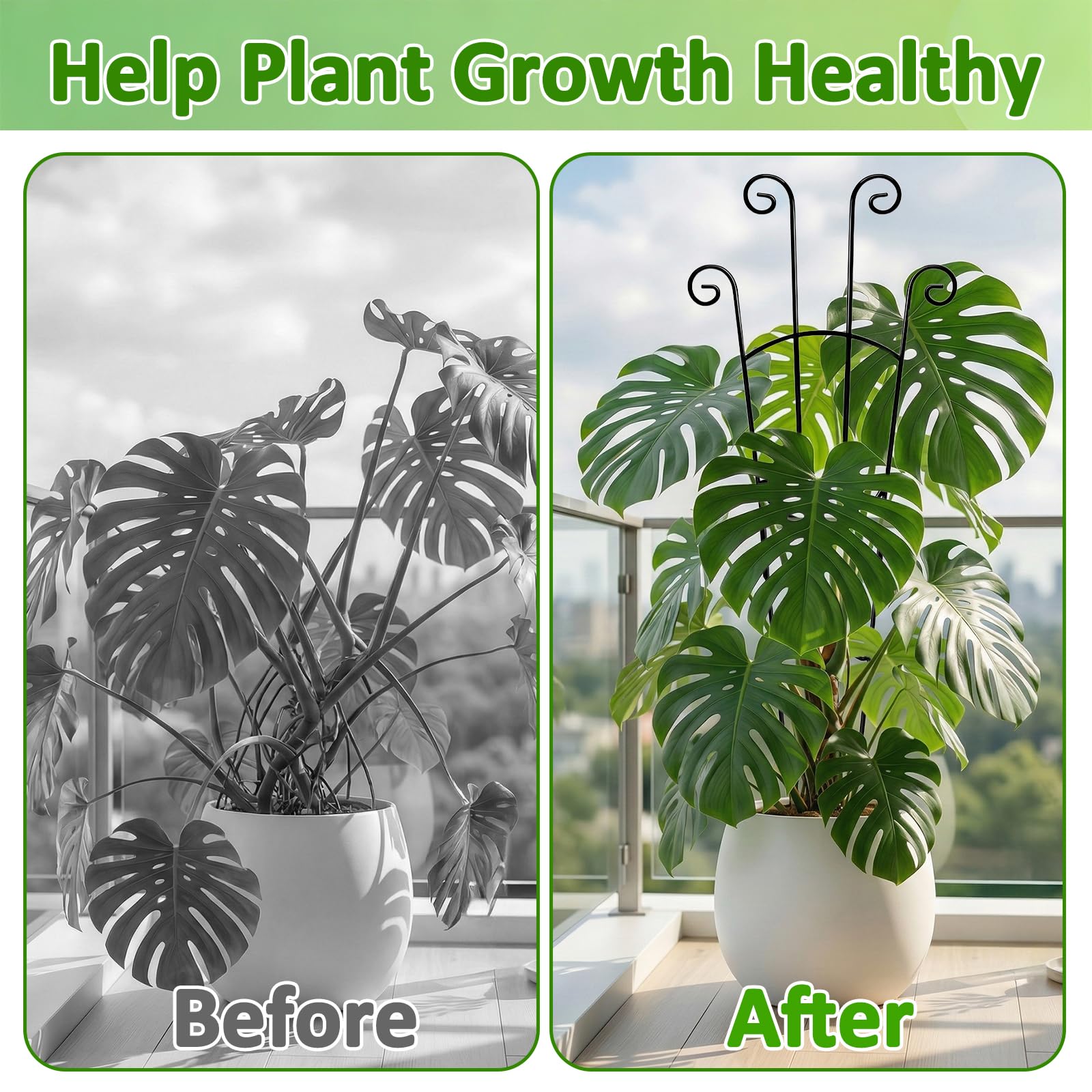 LLCJYYCY en uso con Monstera Deliciosa mejora la forma de la planta