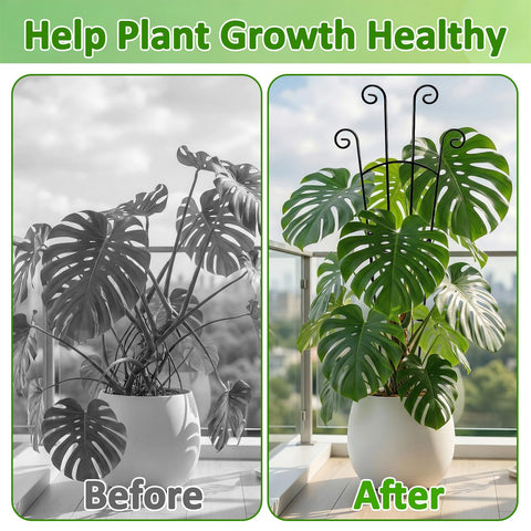 LLCJYYCY en uso con Monstera Deliciosa mejora la forma de la planta