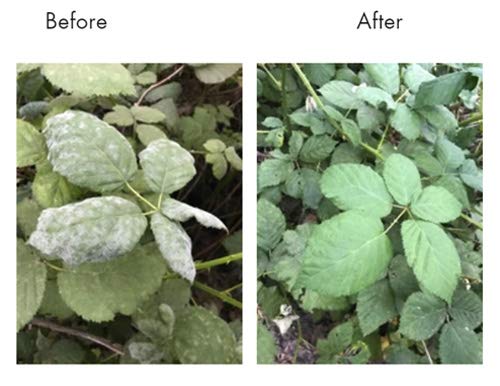 Lost Coast Plant Therapy botella junto a una regla para comparar el tamaño