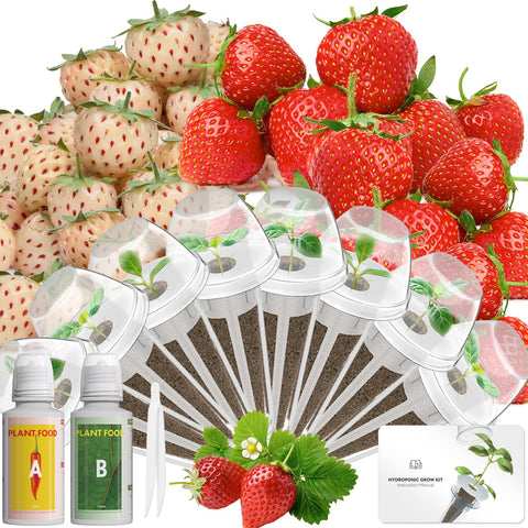LYKOCLEAN empaque frontal del kit mostrando fresas y componentes, inicio fácil