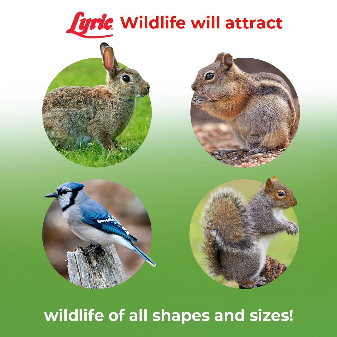 Lyric comedero exterior en uso con aves y ardillas activas