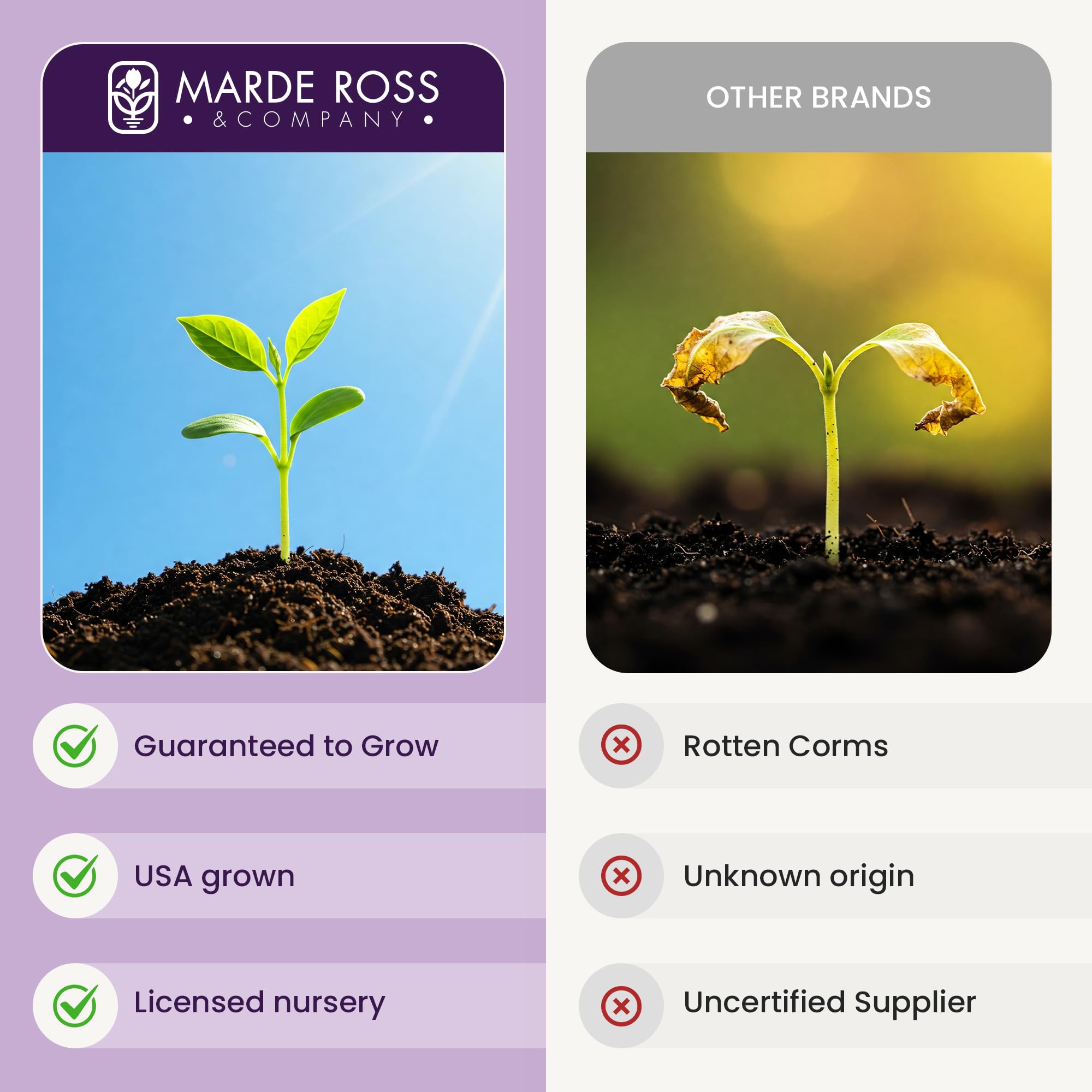 Marde Ross & Company flor de Crocus sativus con estigmas visibles para cosecha