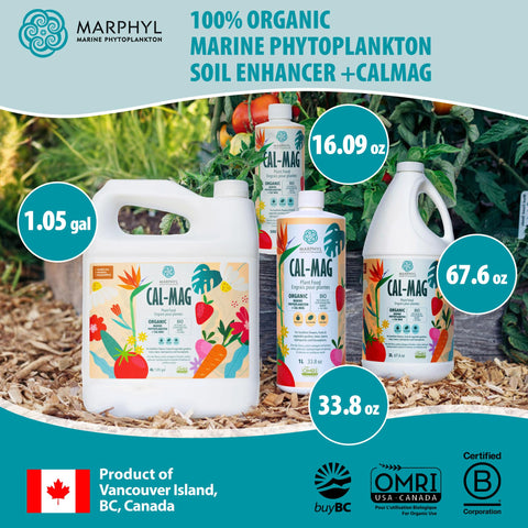 MARPHYL plantas de tomate saludables tras aplicación regular