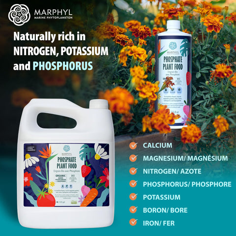MARPHYL maceta con flores robustas tras aplicación del fosfato