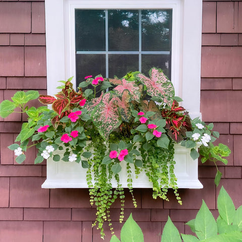 Mayne Fairfield colgada en ventana con flores, aporta color exterior