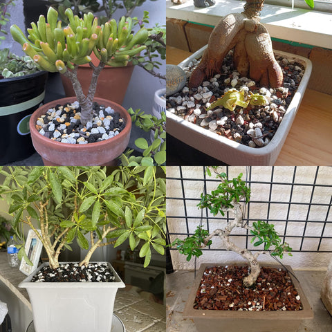 MDPQT etiqueta y contenido mostrando material natural y sin aditivos