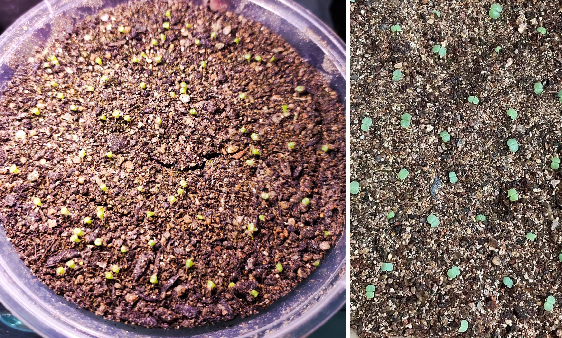 MDPQT vermiculita en jardín urbano mostrando mejora de camas y manejo del agua