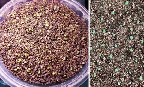 MDPQT vermiculita en jardín urbano mostrando mejora de camas y manejo del agua