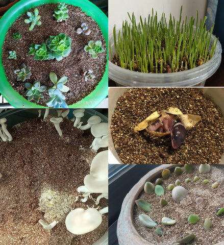 MDPQT vermiculita en semillero favoreciendo germinación y retención de humedad