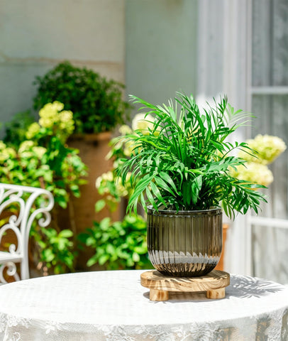 Melphoe comparación de tamaño 6.5 pulgadas para plantas jóvenes
