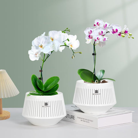 Meshpot acercamiento a agujeros y ranuras para air-pruning y salud radicular