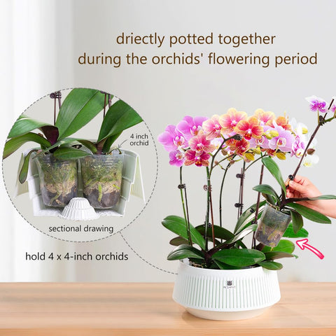 Meshpot maceta con orquídea en uso que muestra soporte y estética