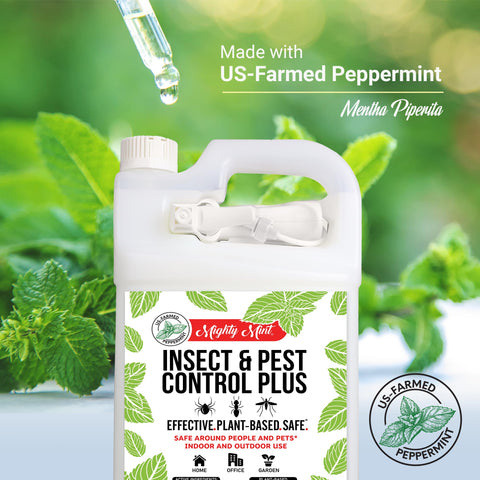 Mighty Mint galón junto a botella más pequeña para referencia de tamaño