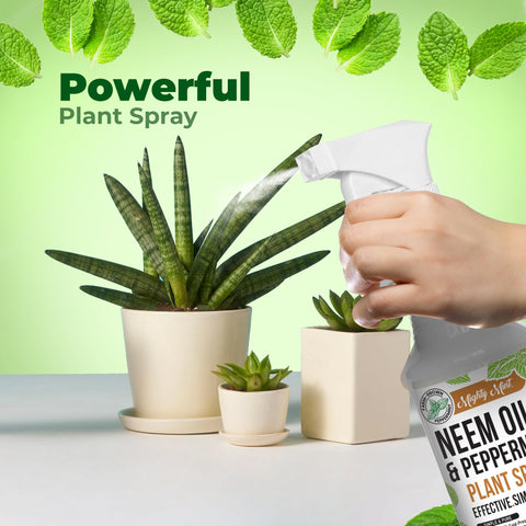 Mighty Mint etiqueta que muestra ingredientes naturales y beneficios visibles
