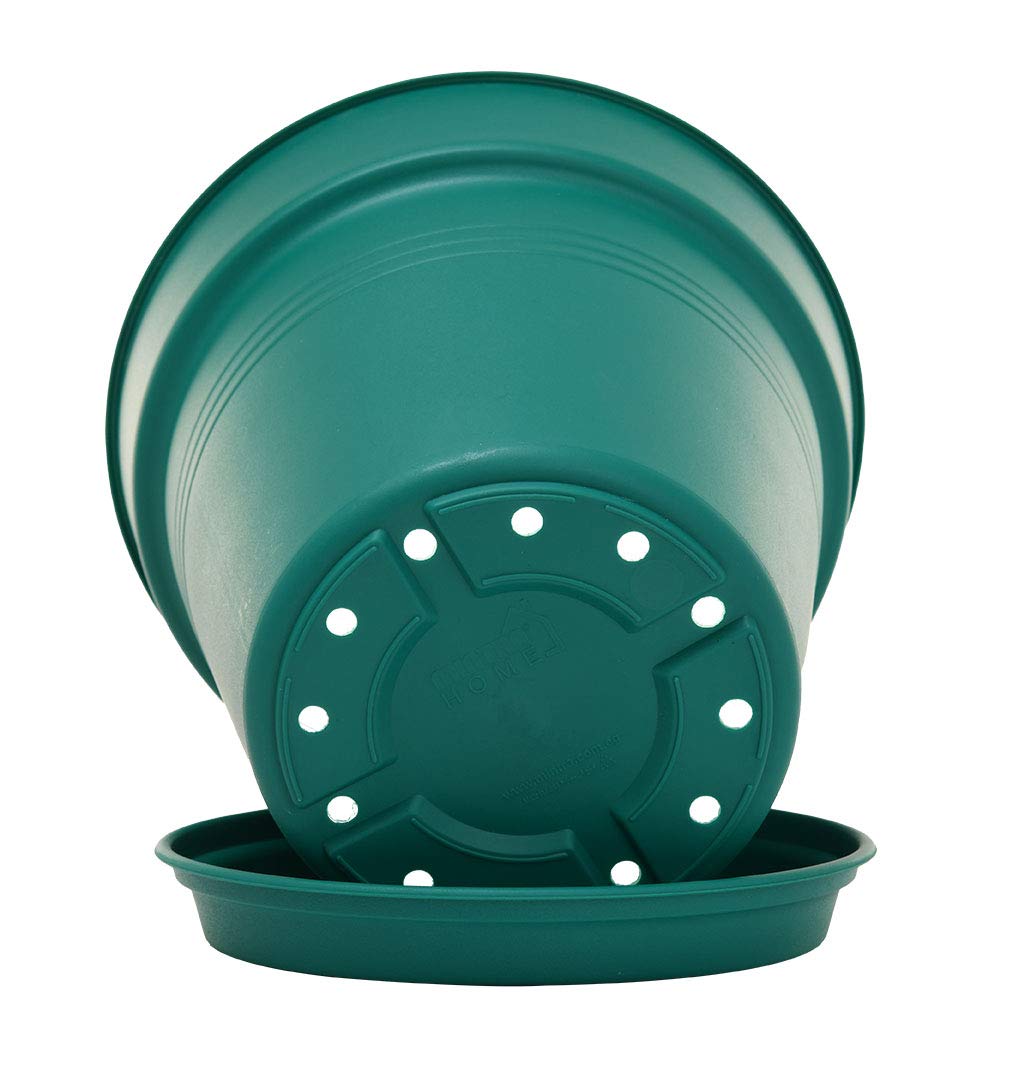 Mintra comparación tamaño 19 cm ideal para hierbas y plantas pequeñas