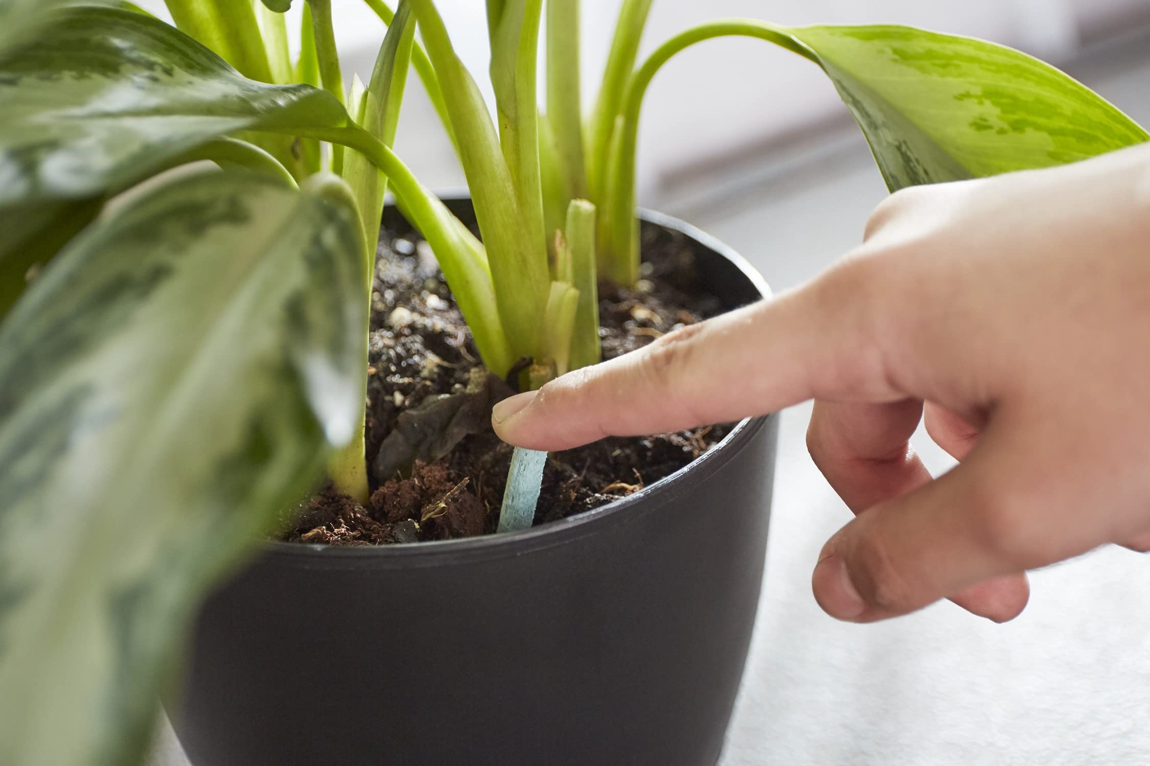 Miracle-Gro ambiente de salón con plantas vibrantes gracias a las varillas