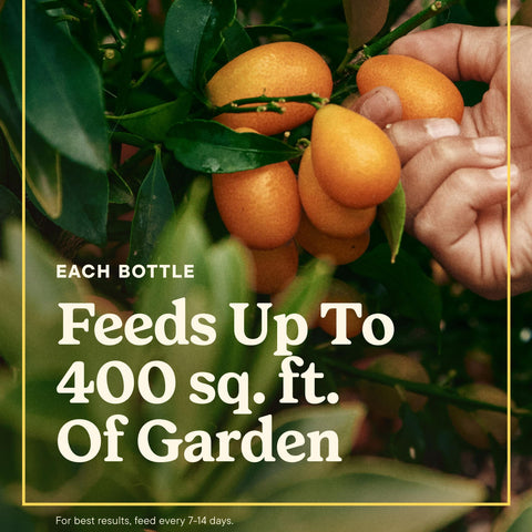 Miracle-Gro botella vertiendo concentrado en alimentador para facilidad