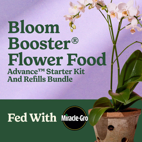 Miracle-Gro etiqueta Bloom Booster en primer plano, visualiza producto orientado a floración