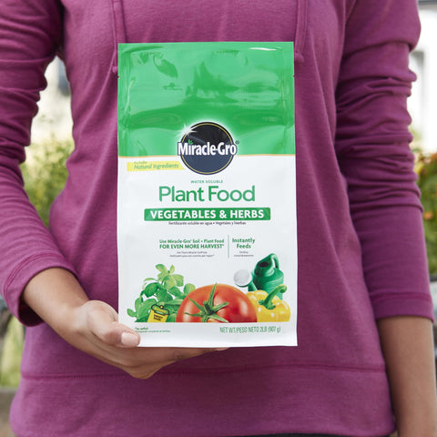 Miracle-Gro solución disolviéndose en regadera para aplicación fácil