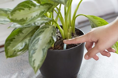 Miracle-Gro etiqueta con lista de nutrientes para plantas de interior