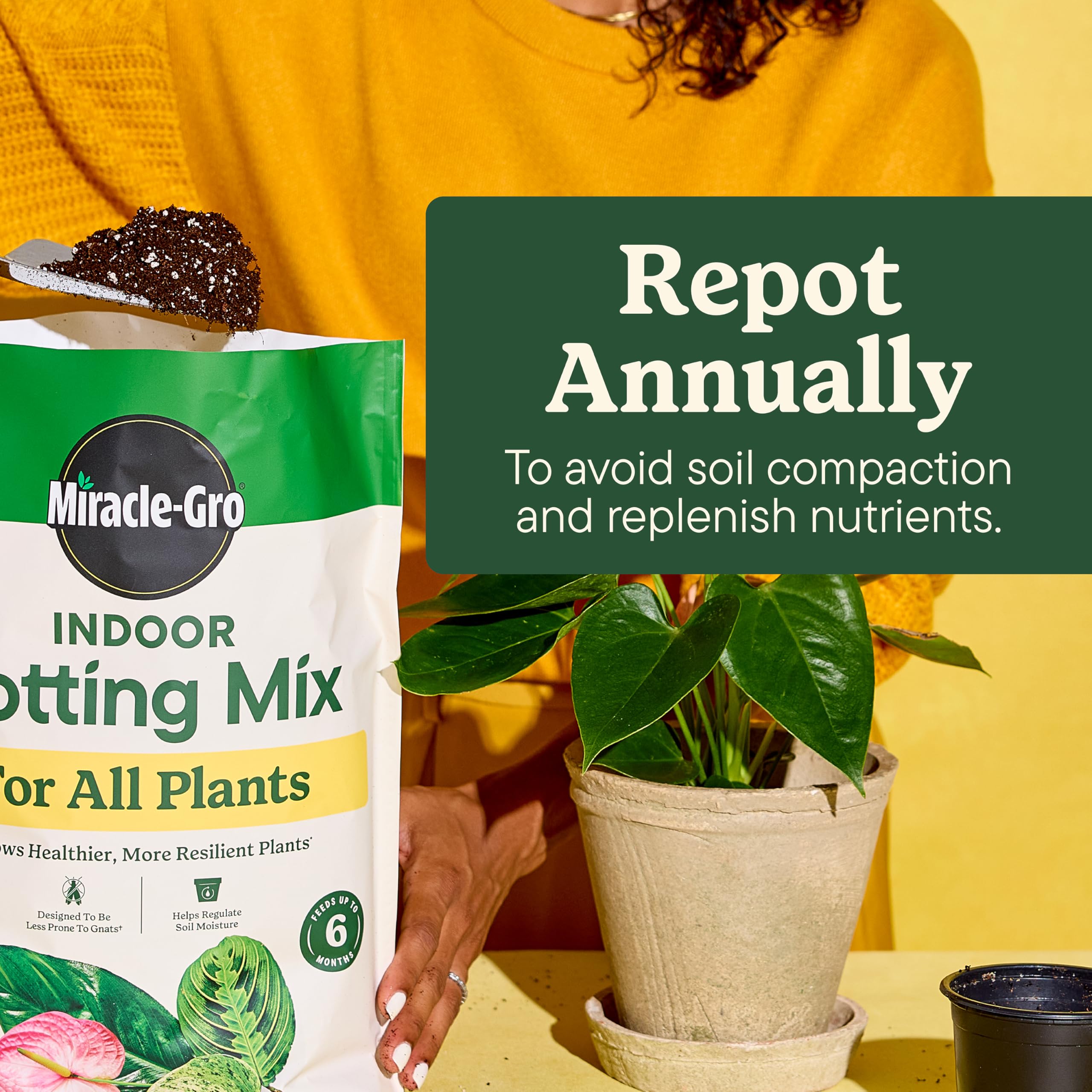 Miracle-Gro mezcla aplicada en maceta para enraizamiento sano y estable