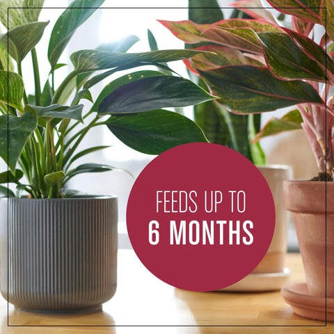 Miracle-Gro plantas pothos creciendo gracias a sustrato nutritivo