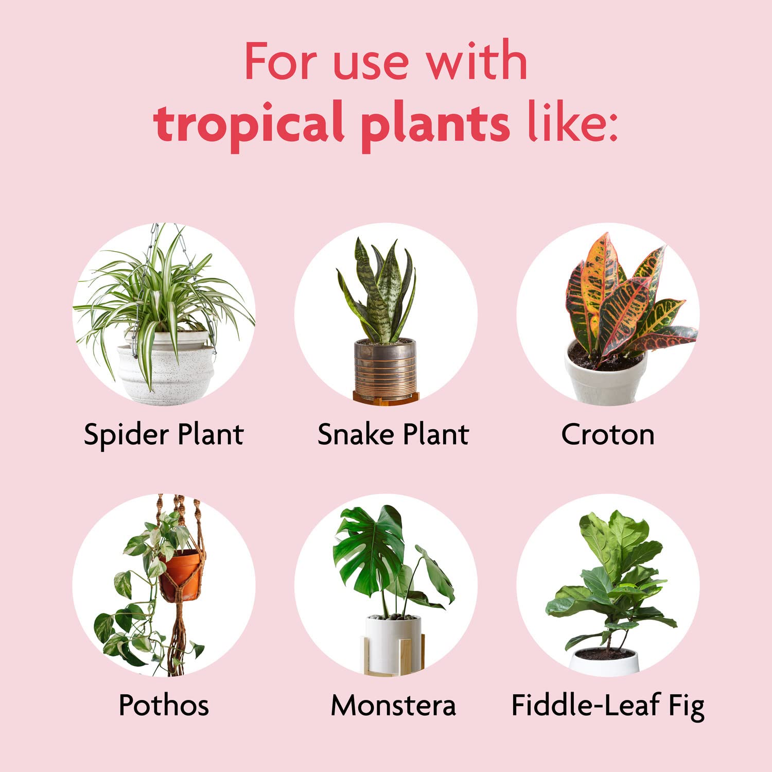 Miracle-Gro regando una monstera para promover follaje abundante