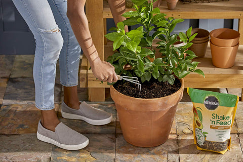 Miracle-Gro cerca de raíces sano, mejora desarrollo radicular y retención de agua