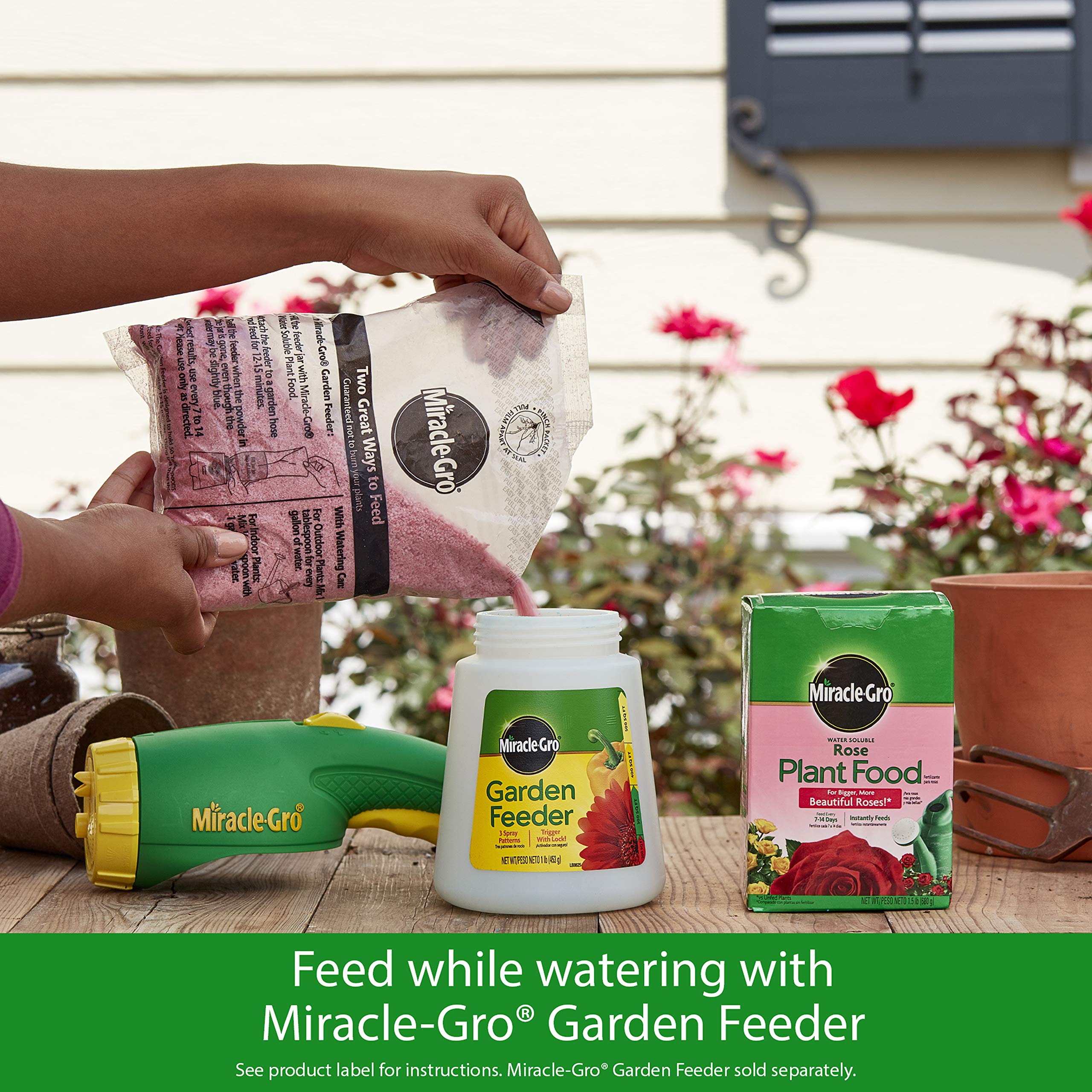 Miracle-Gro rosales con flores grandes tras aplicación regular del fertilizante