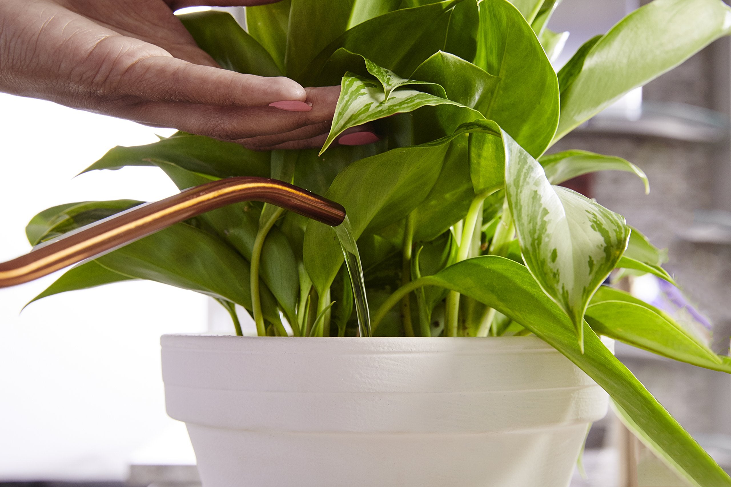 Miracle-Gro usado en hierbas culinarias para cosechas en interiores