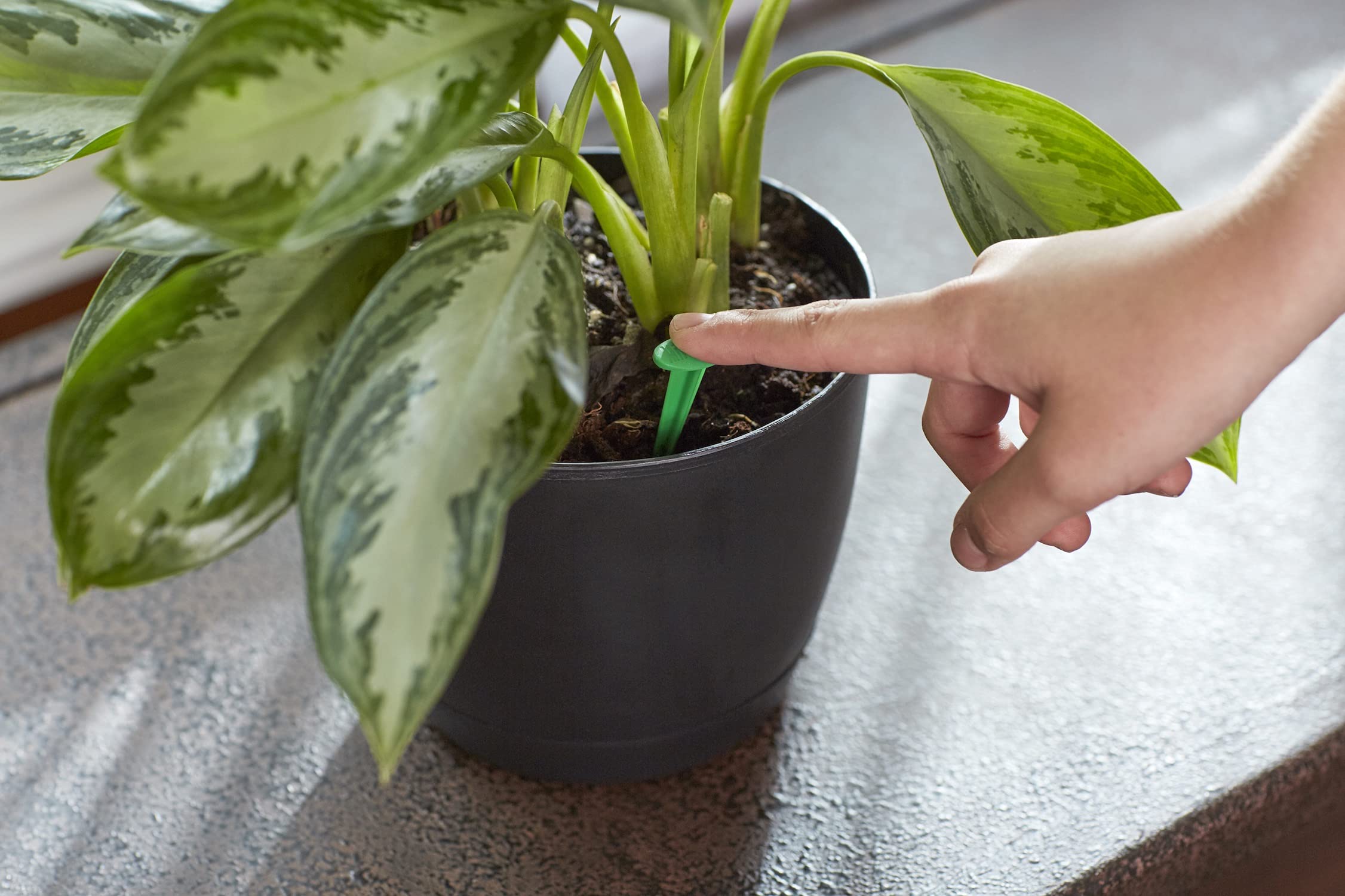 Miracle-Gro varilla insertada en maceta beneficiando raíces y follaje