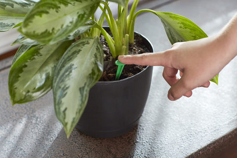 Miracle-Gro varilla insertada en maceta beneficiando raíces y follaje
