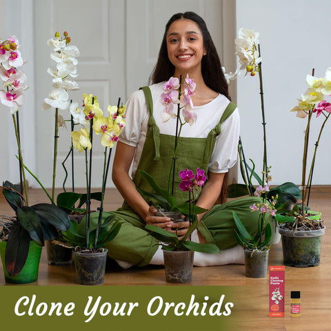 Miracle Lab aplicando pasta en nudo de orquídea, estimula formación de keiki