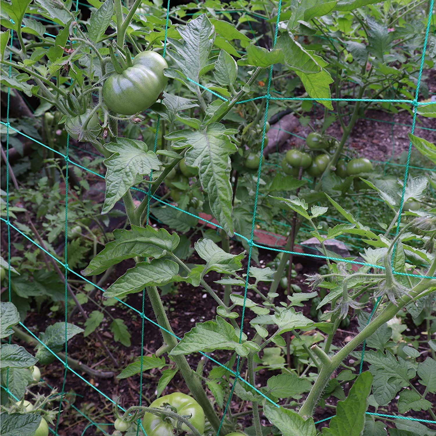 Miuezuth malla sosteniendo tomates, facilitando cosecha y ventilación
