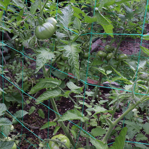 Miuezuth malla sosteniendo tomates, facilitando cosecha y ventilación