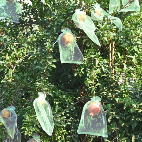 MIXC bolsa protectora en jardín real mejorando la calidad del fruto