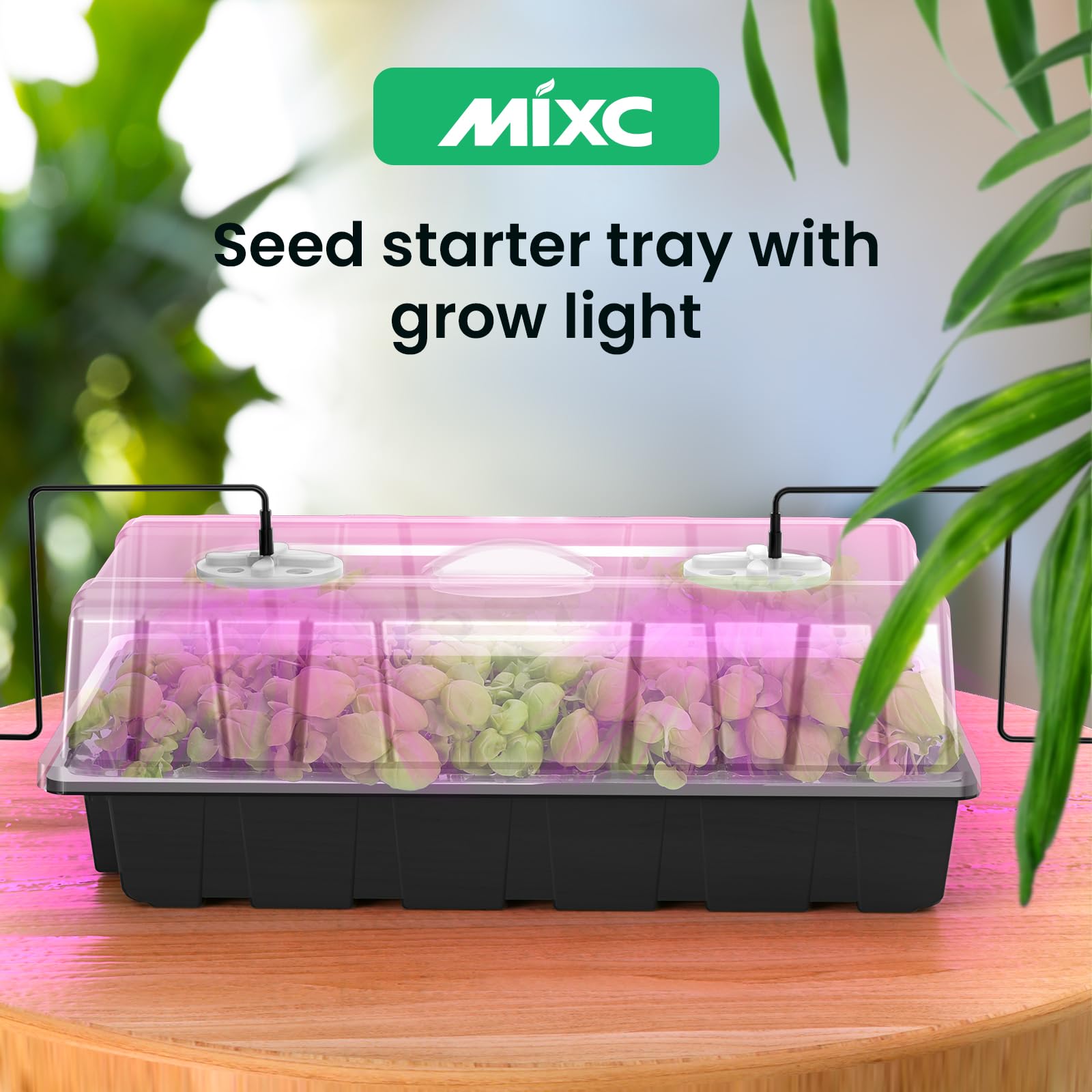 MIXC semillero en ventana con plántulas, aporta luz natural complementaria
