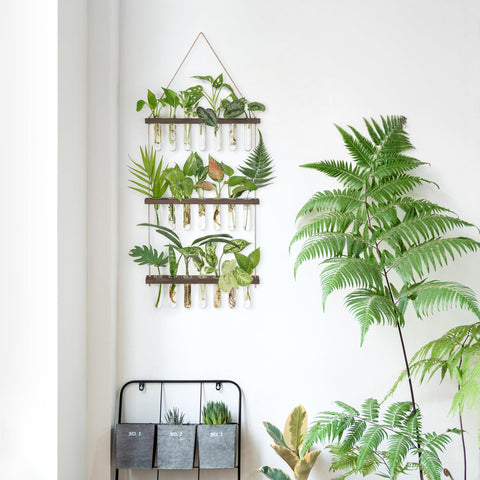 Mkono comparación de tamaño junto a una planta para ver escala